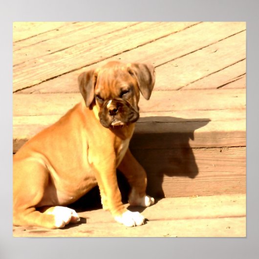 Fawn boxer puppy sit poster (Voorkant)