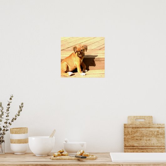 Fawn boxer puppy sit poster (Keuken)