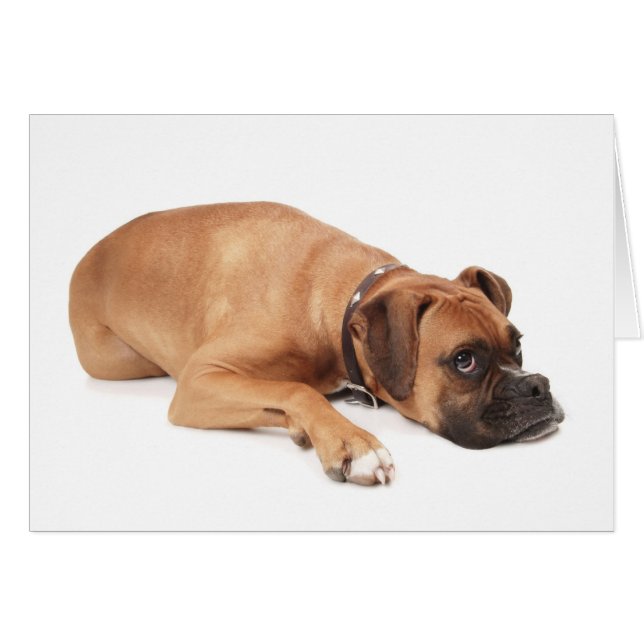 Fawn Boxer Resting (Voorkant Horizontaal)