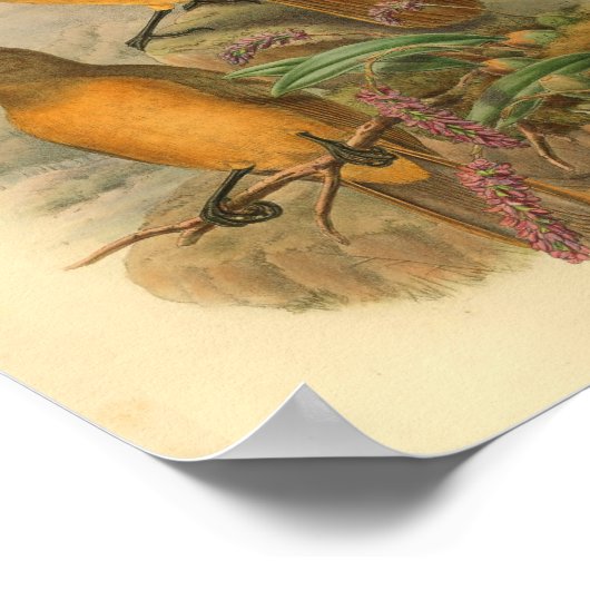 Fawn Breasted Wood Shrike Yellow Bird Print (Hoek)