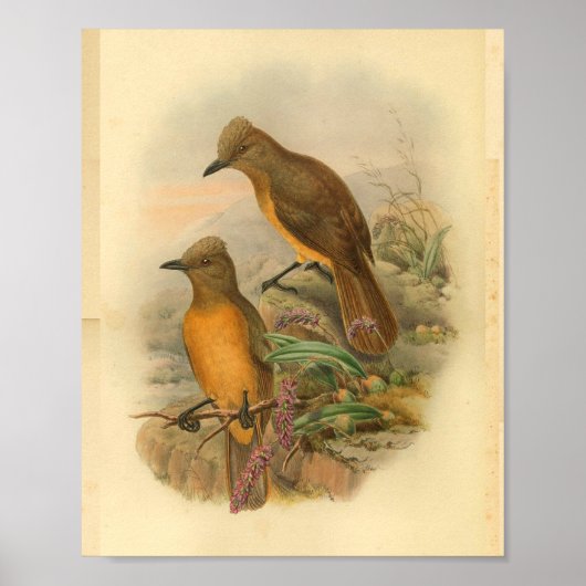 Fawn Breasted Wood Shrike Yellow Bird Print (Voorkant)