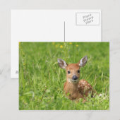 Fawn Briefkaart (Voorkant / Achterkant)