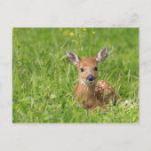 Fawn Briefkaart (Voorkant)