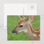 Fawn Briefkaart (Voorkant / Achterkant)