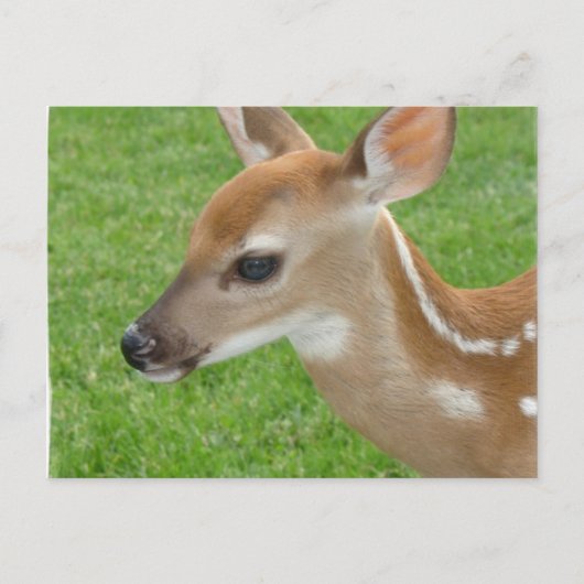 Fawn Briefkaart (Voorkant)