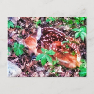 FAWN BRIEFKAART