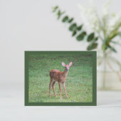 Fawn Briefkaart (Staand voorkant)