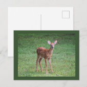 Fawn Briefkaart (Voorkant / Achterkant)
