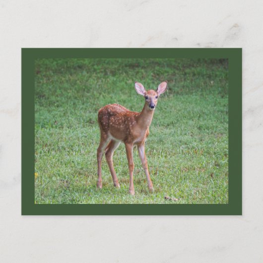 Fawn Briefkaart (Voorkant)