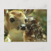 Fawn Briefkaart (Voorkant)