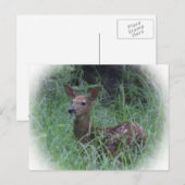 Fawn Briefkaart (Voorkant / Achterkant)