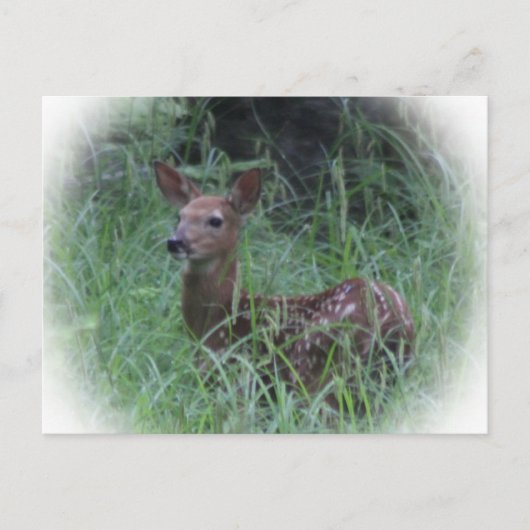 Fawn Briefkaart (Voorkant)