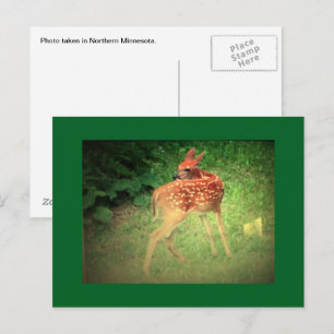 Fawn-Briefkaart Briefkaart