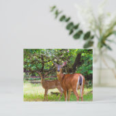 Fawn Deer in Summer Briefkaart (Staand voorkant)