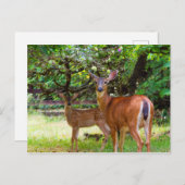 Fawn Deer in Summer Briefkaart (Voorkant / Achterkant)