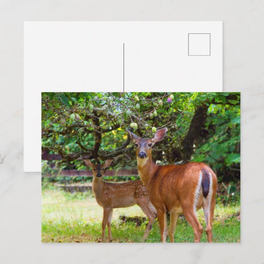 Fawn Deer in Summer Briefkaart (Voorkant / Achterkant)
