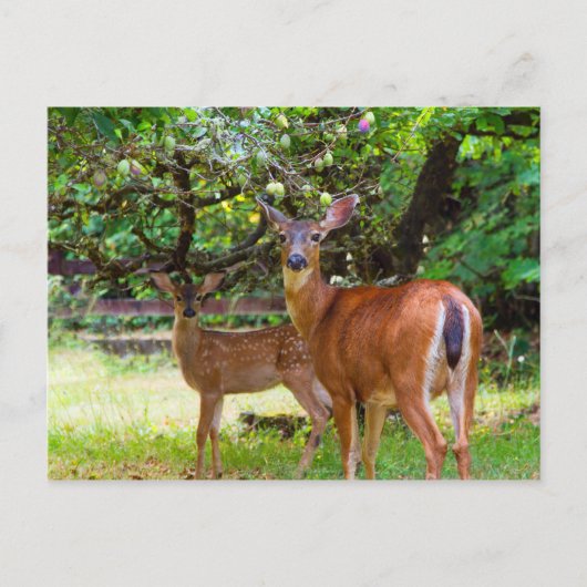 Fawn Deer in Summer Briefkaart (Voorkant)