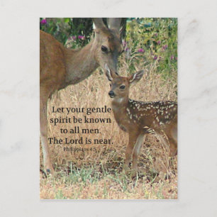 Fawn Deer Natuur Wildlife Christelijke Creationart Briefkaart