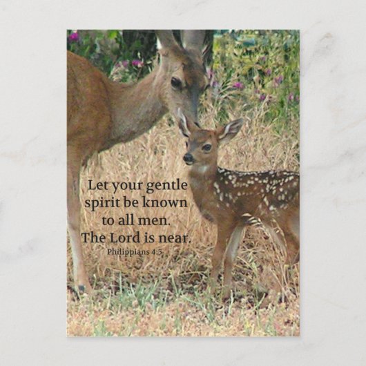Fawn Deer Natuur Wildlife Christelijke Creationart Briefkaart (Voorkant)