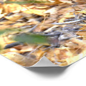 Fawn Deer Photo Poster (Hoek)