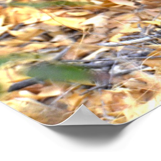 Fawn Deer Photo Poster (Hoek)