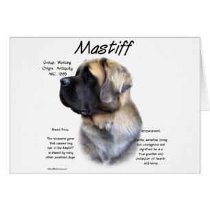 Fawn Fluffy Mastiff Geschiedenis