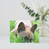 Fawn French Bulldog Briefkaart (Staand voorkant)