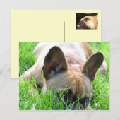 Fawn French Bulldog Briefkaart (Voorkant / Achterkant)