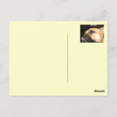 Fawn French Bulldog Briefkaart (Achterkant)