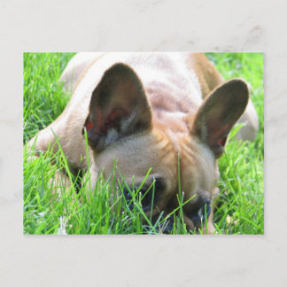 Fawn French Bulldog Briefkaart