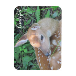 Fawn Gratitude Magneet