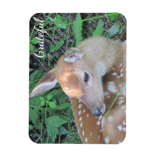 Fawn Gratitude Magneet (Verticaal)