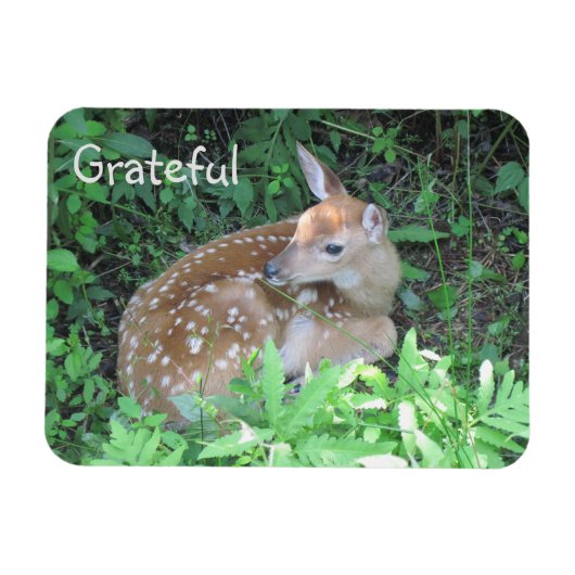 Fawn Gratitude Magneet (Horizontaal)