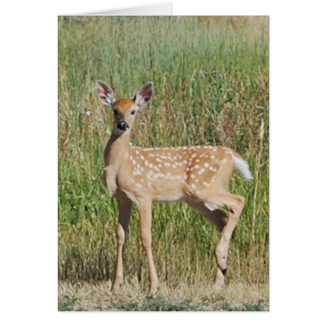 Fawn in Bozeman, Montana (Voorkant)