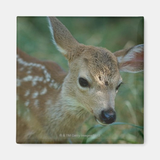 Fawn in Grass Magneet (Voorkant)