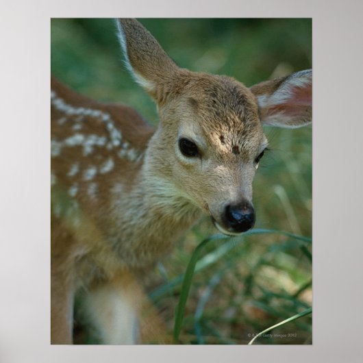 Fawn in Grass Poster (Voorkant)