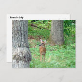 Fawn in Juli Briefkaart (Voorkant / Achterkant)