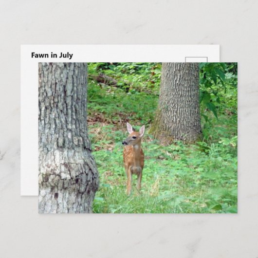Fawn in Juli Briefkaart (Voorkant / Achterkant)