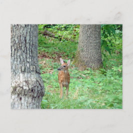 Fawn in Juli Briefkaart