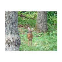 Fawn in Juli Briefkaart