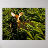 Fawn in Pine Trees Poster (Voorkant)