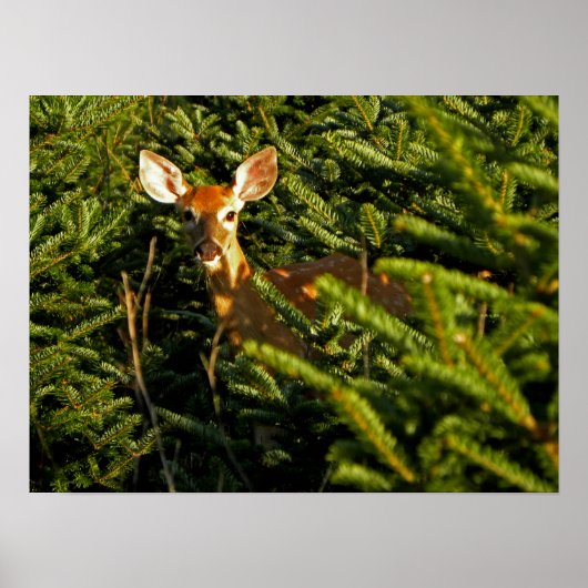 Fawn in Pine Trees Poster (Voorkant)