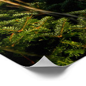 Fawn in Pine Trees Poster (Hoek)
