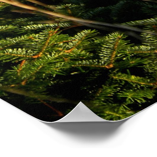 Fawn in Pine Trees Poster (Hoek)