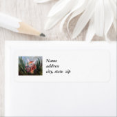 Fawn Innocence Return Address Labels (Insitu)
