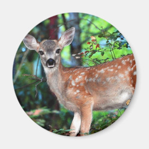 Fawn Magneet