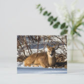 Fawn op gras ligt briefkaart (Staand voorkant)