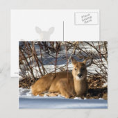 Fawn op gras ligt briefkaart (Voorkant / Achterkant)