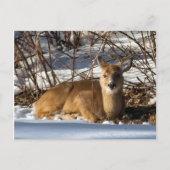 Fawn op gras ligt briefkaart (Voorkant)