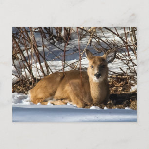 Fawn op gras ligt briefkaart